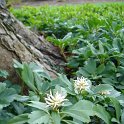 Pachysandra terminalis